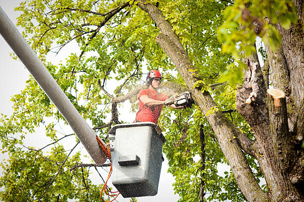 Best Tree Pruning Services  in USA